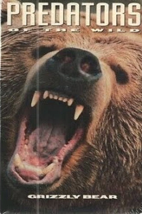Predators of the Wild: Grizzly Bear Poster