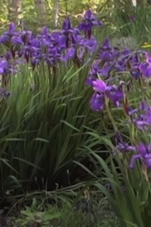 Queen Takes Pawn Poster