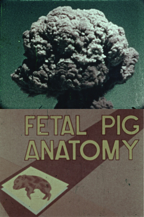 Fetal Pig Anatomy Poster