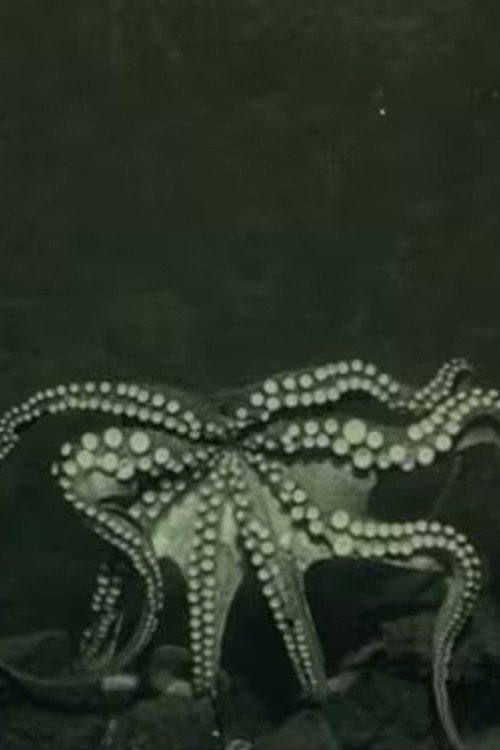 Life in the Deep Sea: Molluscs Poster