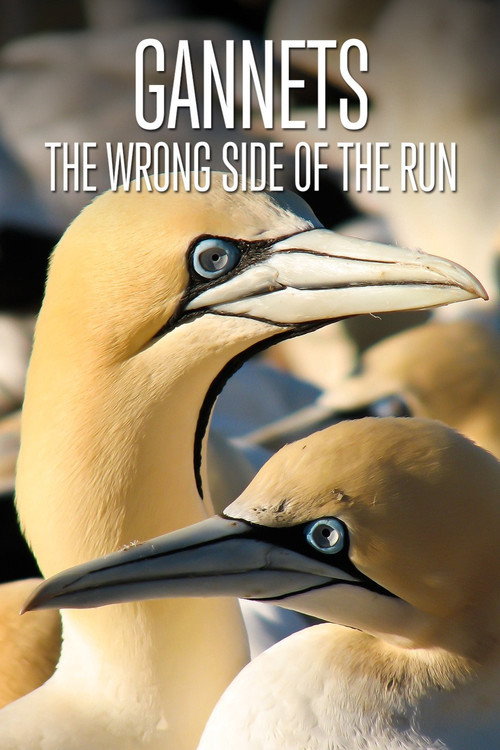 Gannets: The Wrong Side of the Run Poster