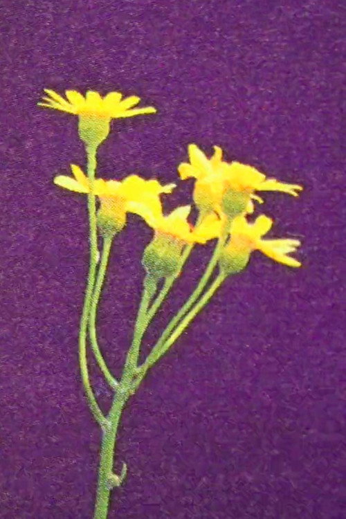 From Ally To Accomplice Poster