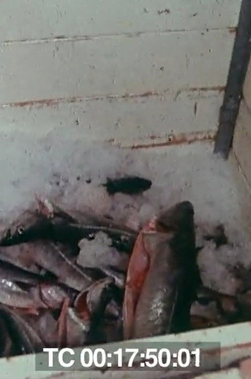 Le poisson commande... Poster