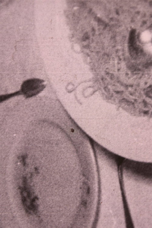 Spaghetti, Topi e Altri Animali Poster