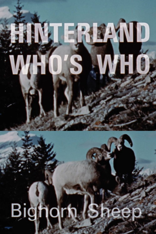 Hinterland Who's Who: Bighorn Sheep Poster