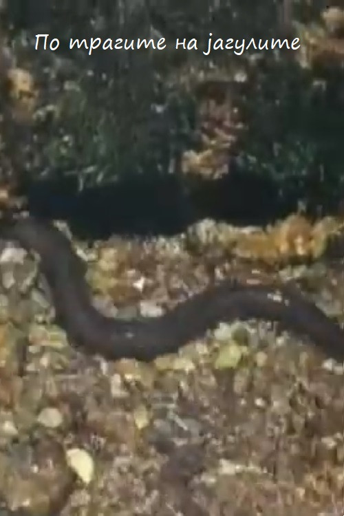 Following the Traces of the Eels Poster
