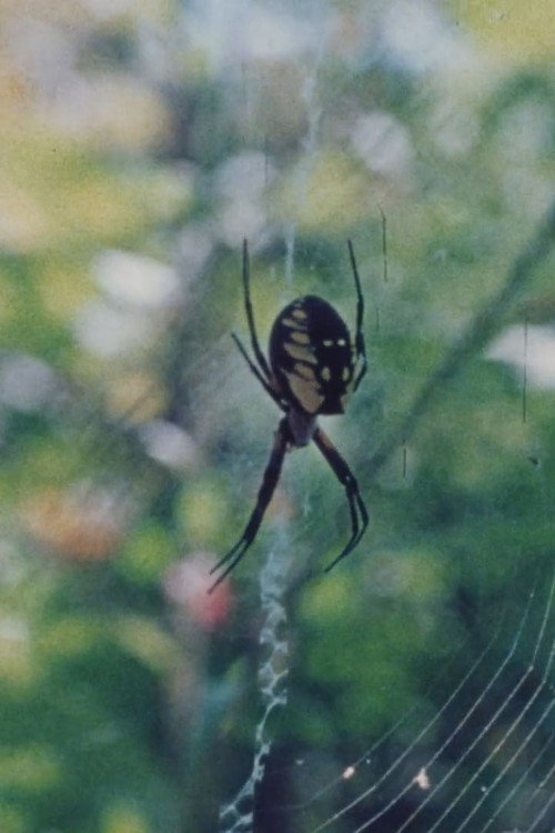 Wind in the Web Poster