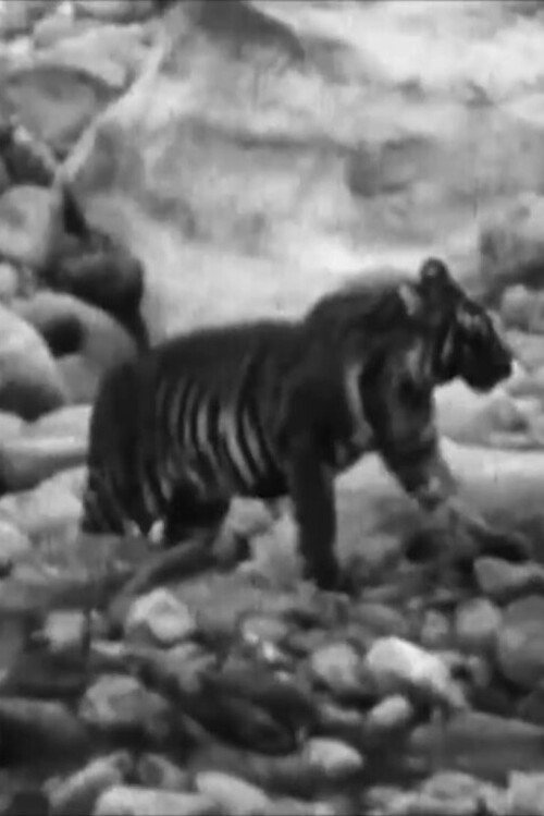 Wandering Tigers in North India Poster