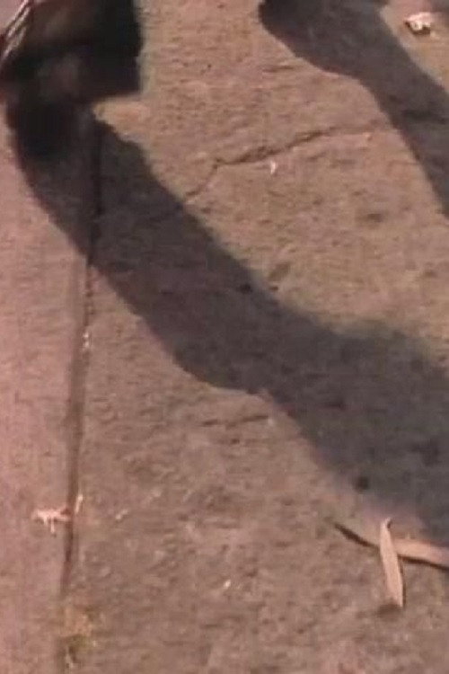 Pasos por la Ciudad Poster