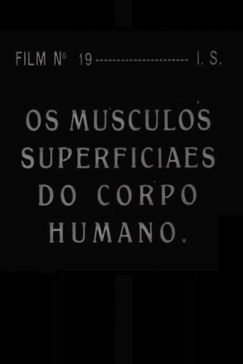 Os Músculos Superficiais do Corpo Humano Poster