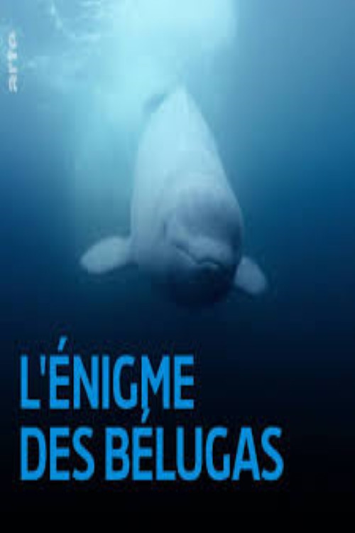 The Mystery of the Belugas Poster