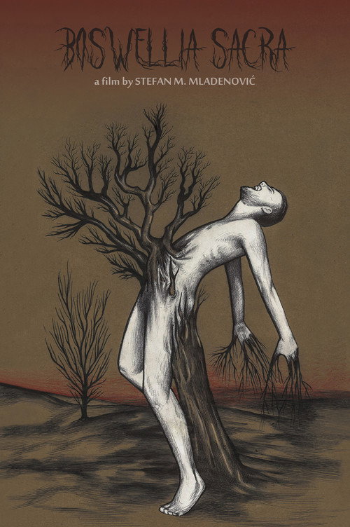 Boswellia sacra Poster