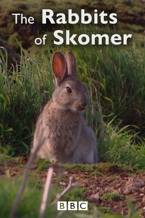 The Rabbits of Skomer Poster
