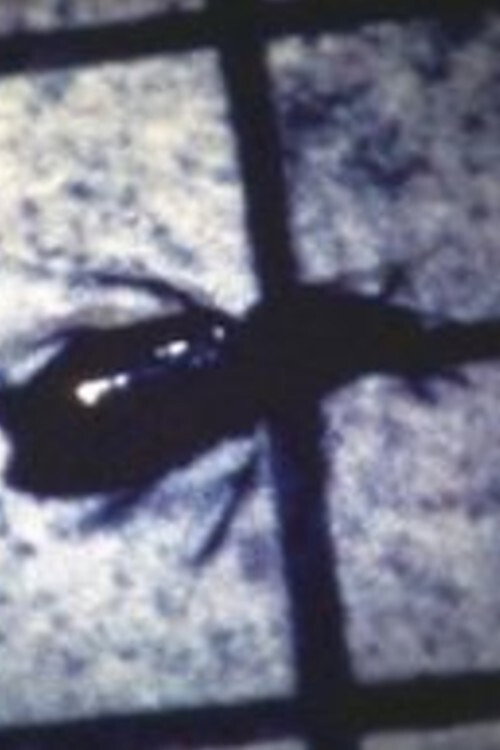 INSECT Poster
