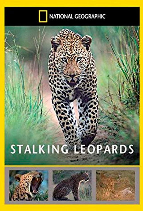 Stalking Leopards Poster