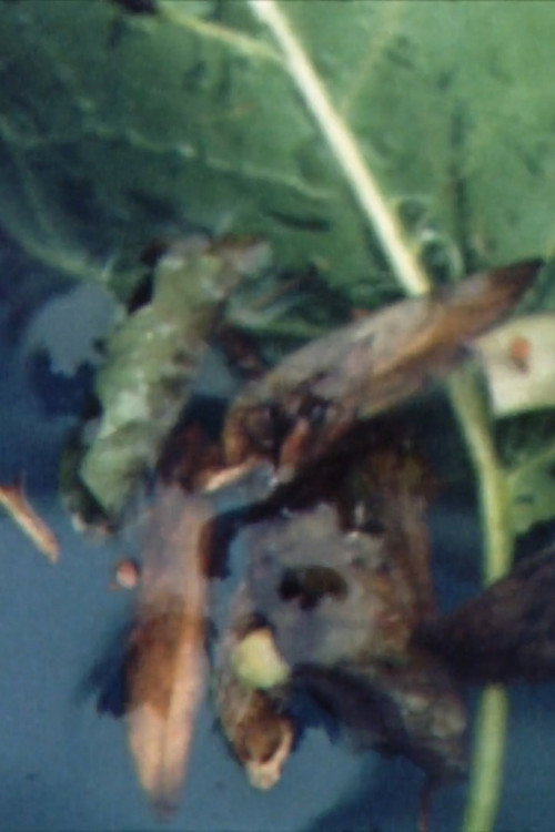 Refreshment in Summer Poster