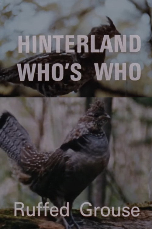 Hinterland Who's Who: Ruffed Grouse Poster