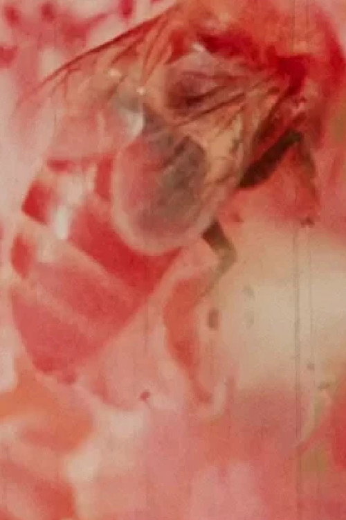 Romas Renata Rimas Poster