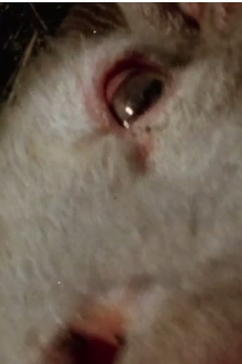 White Cassandra Poster