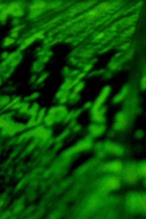 Words Fly Back to the Black Earth Poster