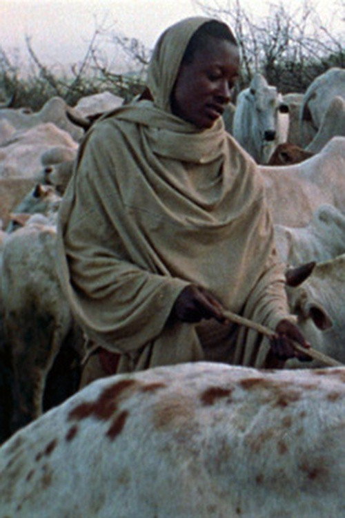 Boran Herdsmen Poster