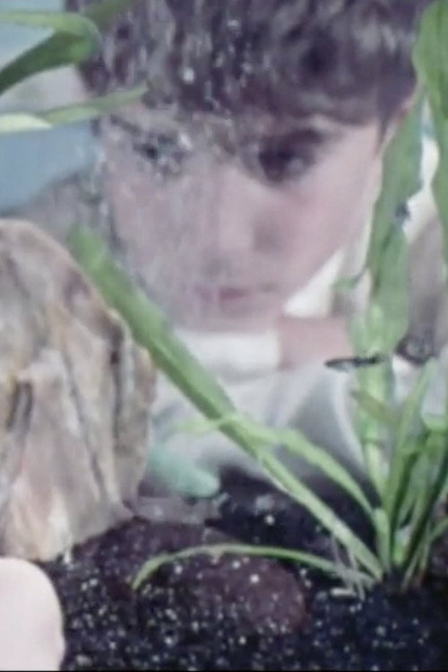 An Aquarium In Action Poster