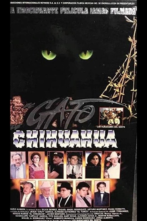 El gato de Chihuahua Poster