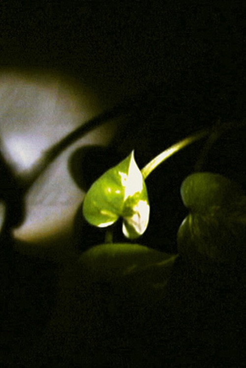 Floating Leaf Poster