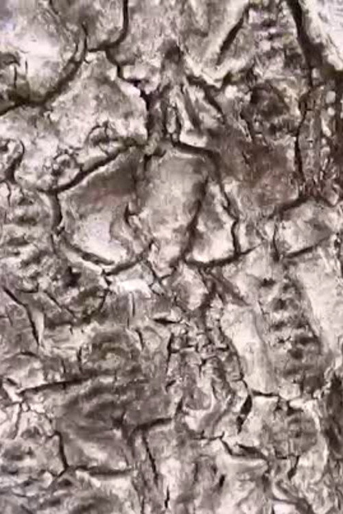 Ecosystem 16 ~ Geoid Poster