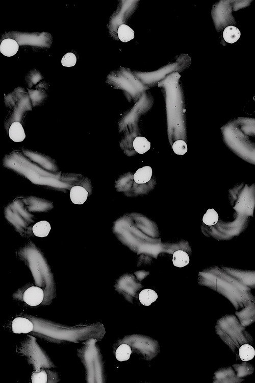 Manifiesto Horizontal Poster