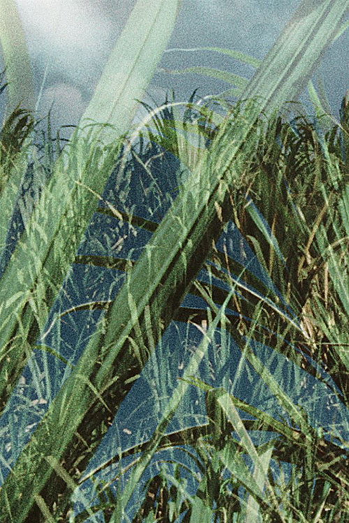 KMK Cane Poster
