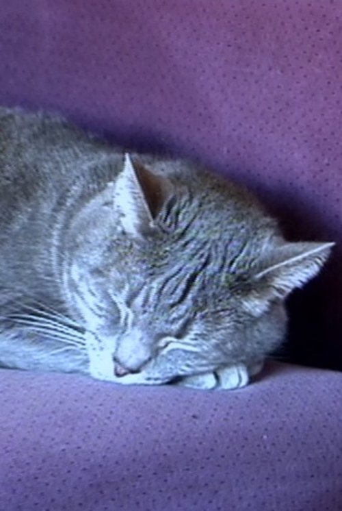 Nine Lives (The Eternal Moment of Now) Poster
