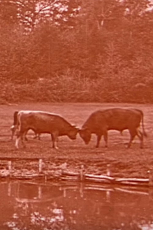 Breeding of Bresse Chickens in Cousance Poster