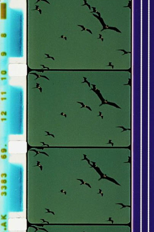 Aves: Magnificent Frigate Bird, Great Flamingo Poster