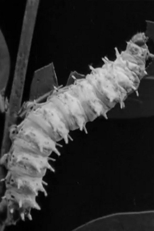 Skilled Insect Artisans Poster