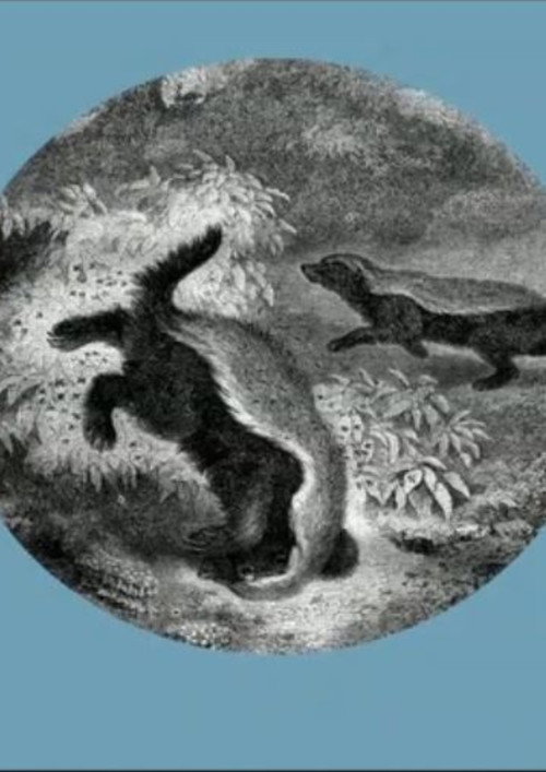 The Kiss of the Honey Badger Poster