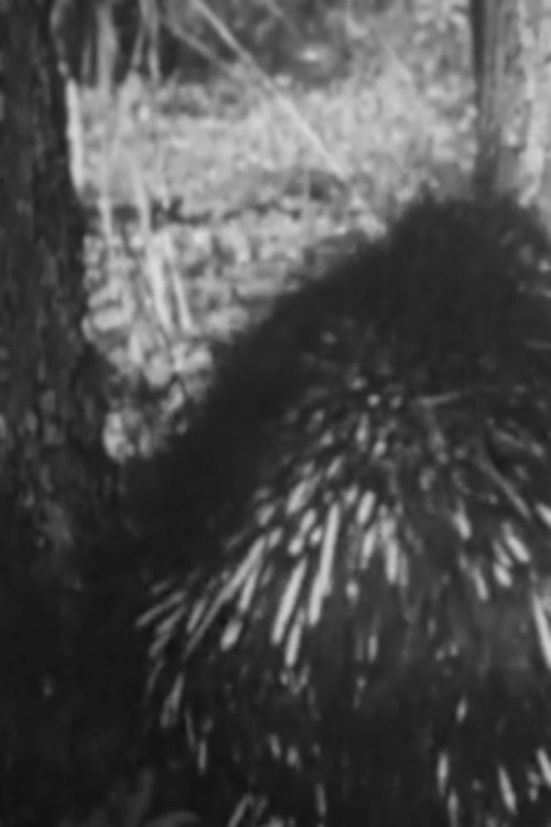 Prickly The Porcupine Poster