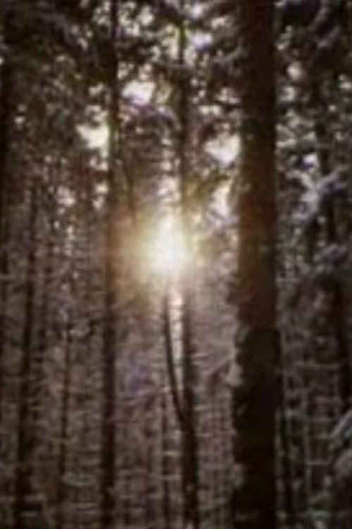 The Forest and the Man Poster