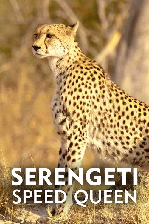 Serengeti Speed Queen Poster