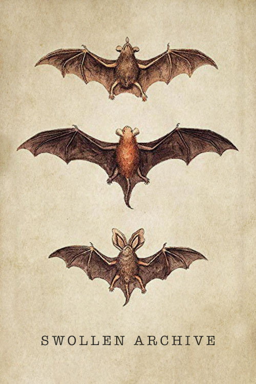 Swollen Archive Poster