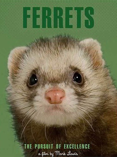 Ferrets Poster