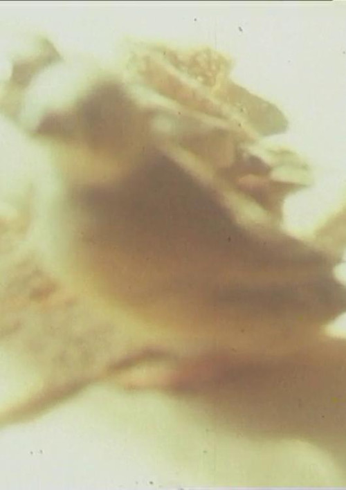 Ich hasse, ich liebe Film Poster