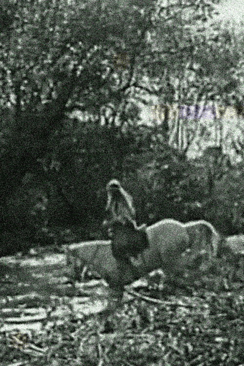 The White Squaw Poster