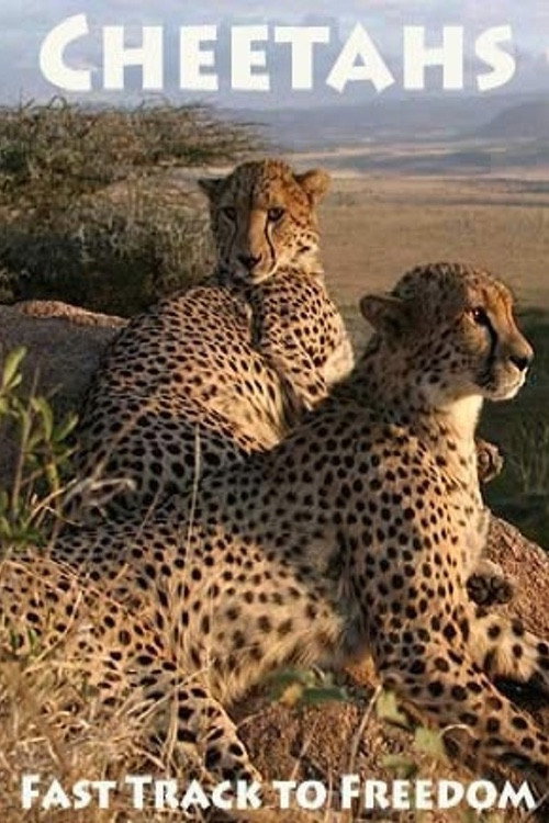 Cheetahs: Fast Track to Freedom Poster