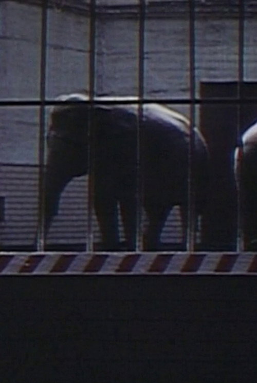 Elephants: Fragments in an Argument Poster