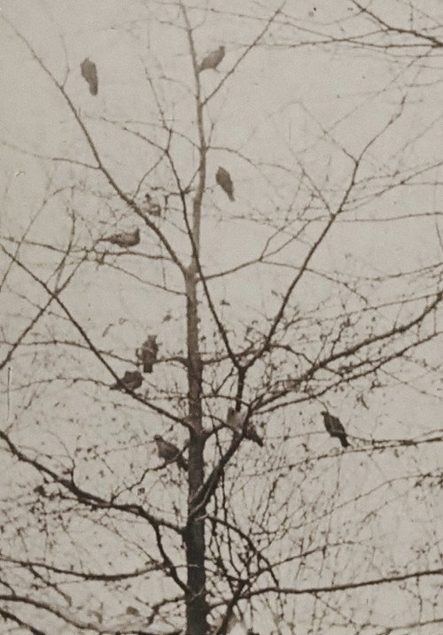 The Aviary Poster