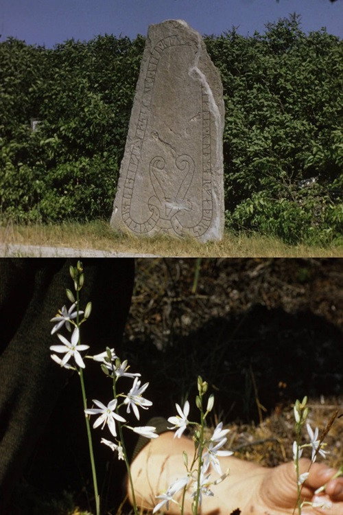 Öland and Gotland Poster