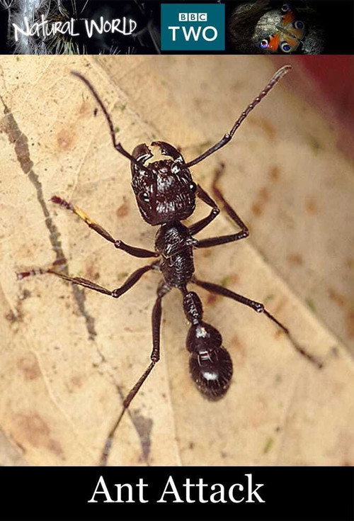 Ant Attack Poster