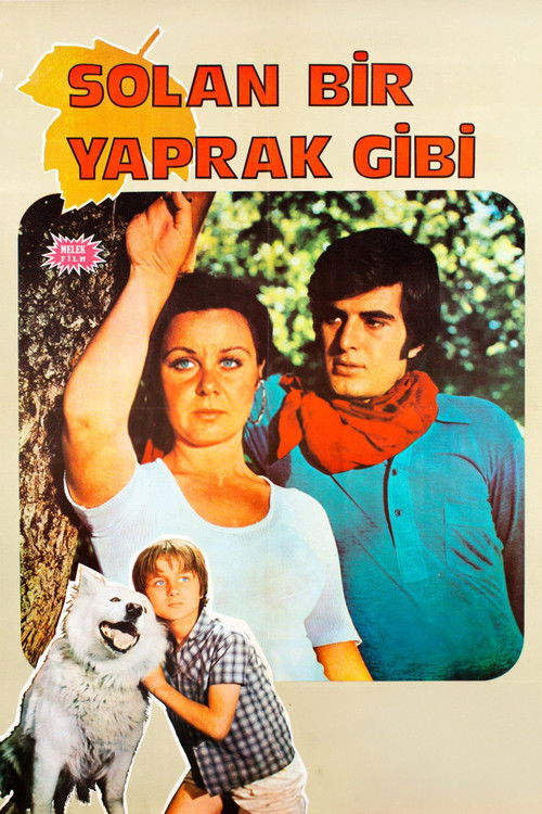 Solan Bir Yaprak Gibi Poster