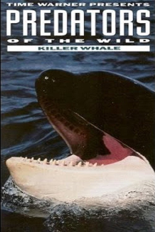 Predators of the Wild: Killer Whale Poster